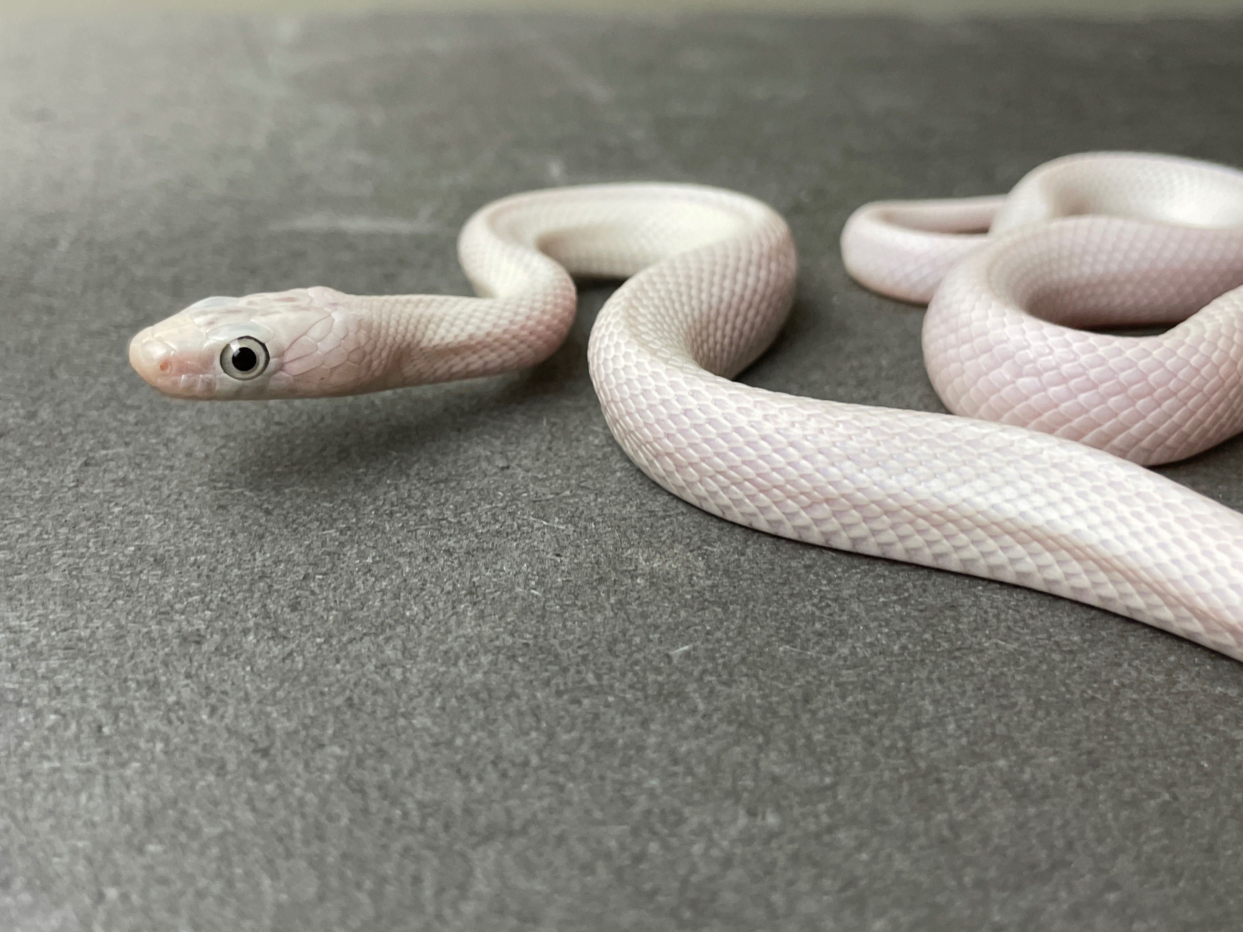 Техаський полоз (лат.Elaphe obsoleta lindheimeri) - Leucistic