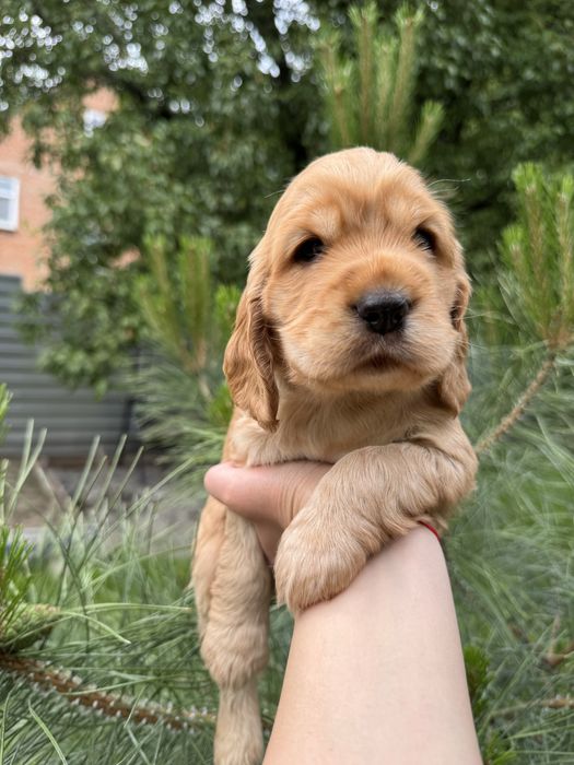 Милі пухнастики з документами