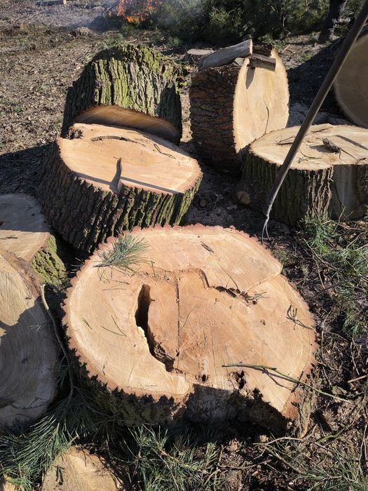 Profesjonalna wycinka drzew