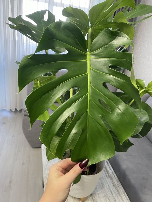 Величезна монстера на опорі