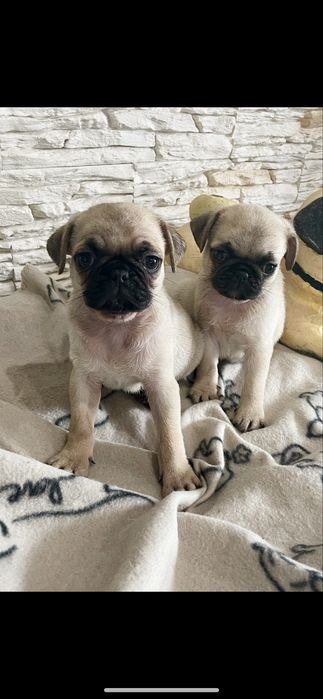 Mops samczyk beżowy chłopiec