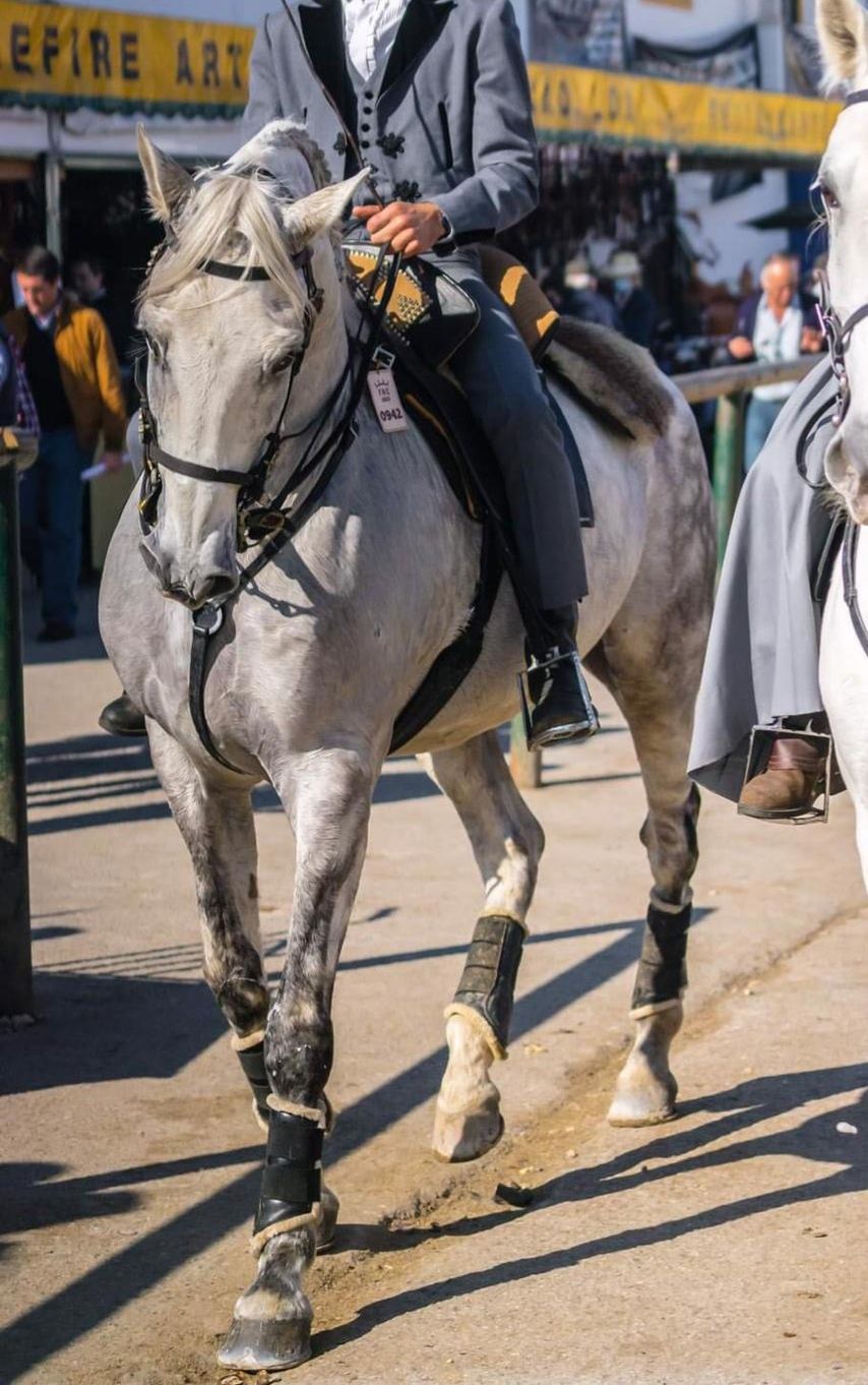 Vendo cavalo Puro sangue lusitano