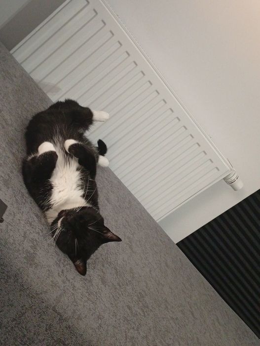 Potrzebuje opieki do kota