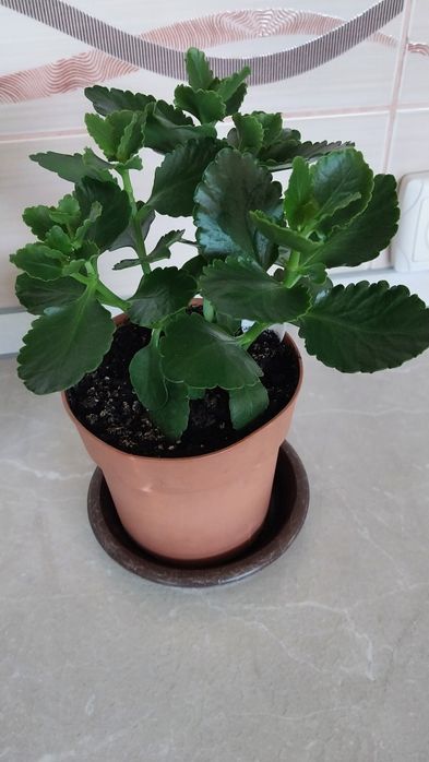 Хлорофітум кучерявий( Бонні).Каланхоє ..