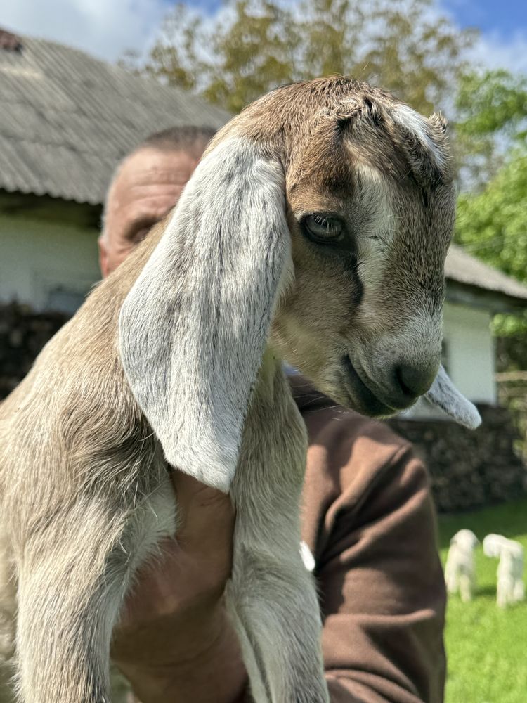 Продаються  молоденькі козичкт і цапки