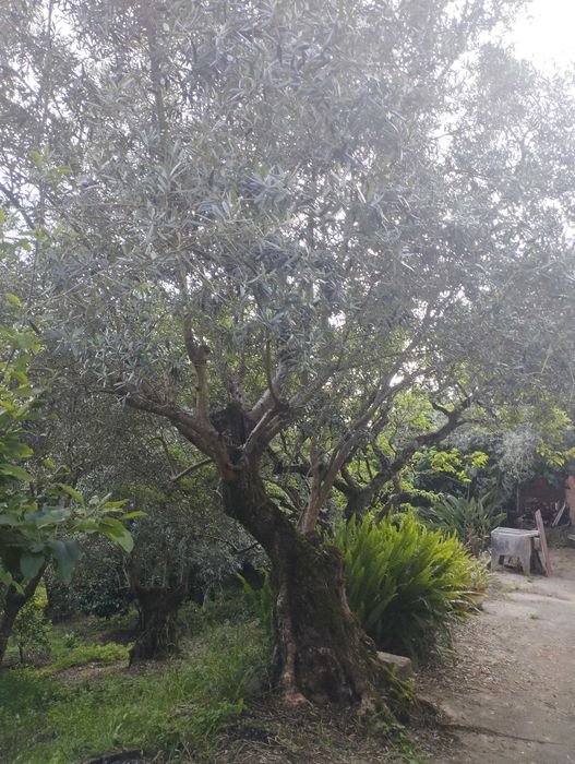 Oliveiras centenárias para jardim - várias disponíveis