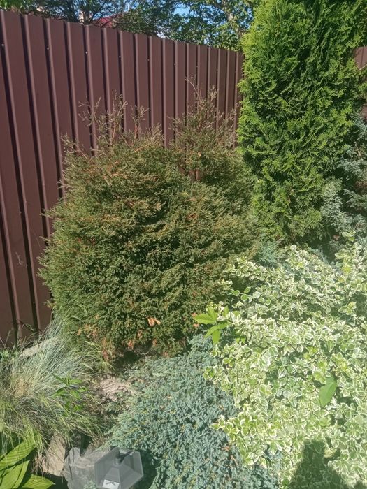 Продам дорослі кущі,лаванда,туя та інші.