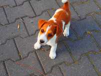 Jack Russel Terrier gładkowłosy