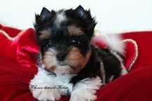 Yorkshire Terrier Piesek Biewer
