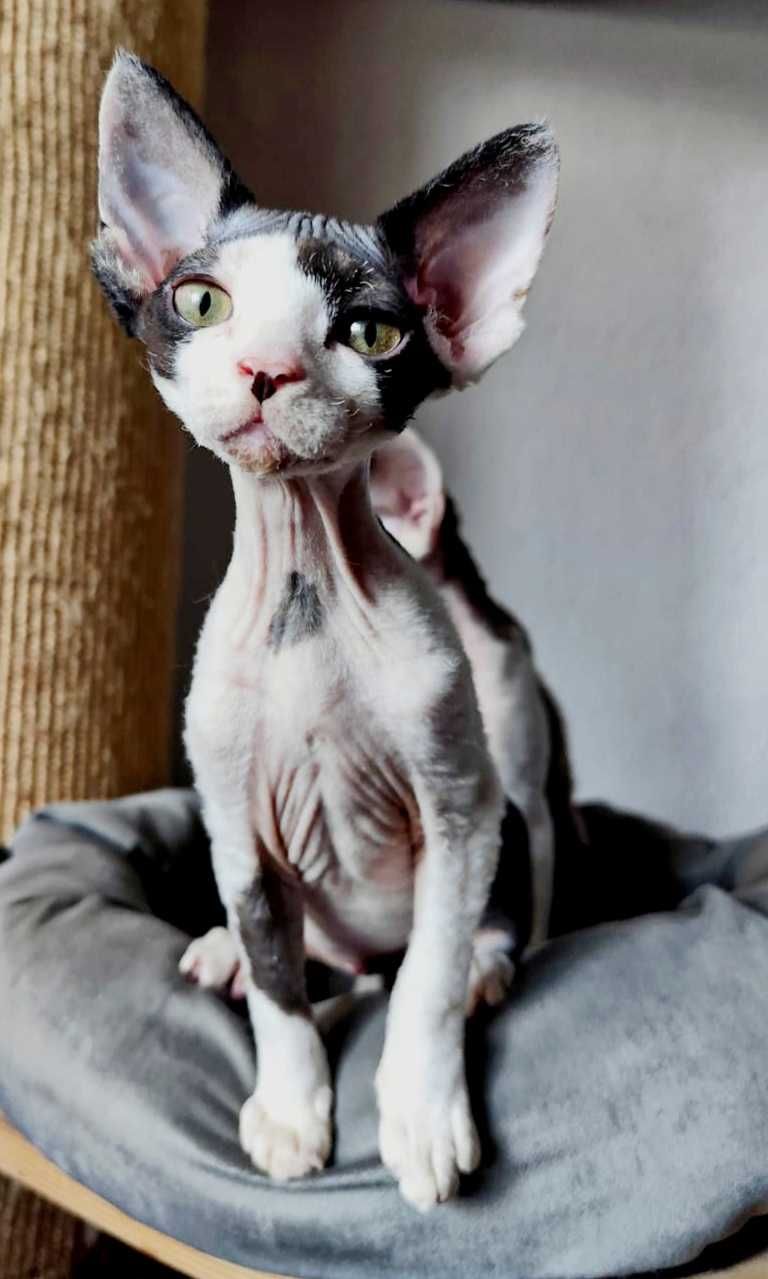 BAJKA - słodziara devon rex