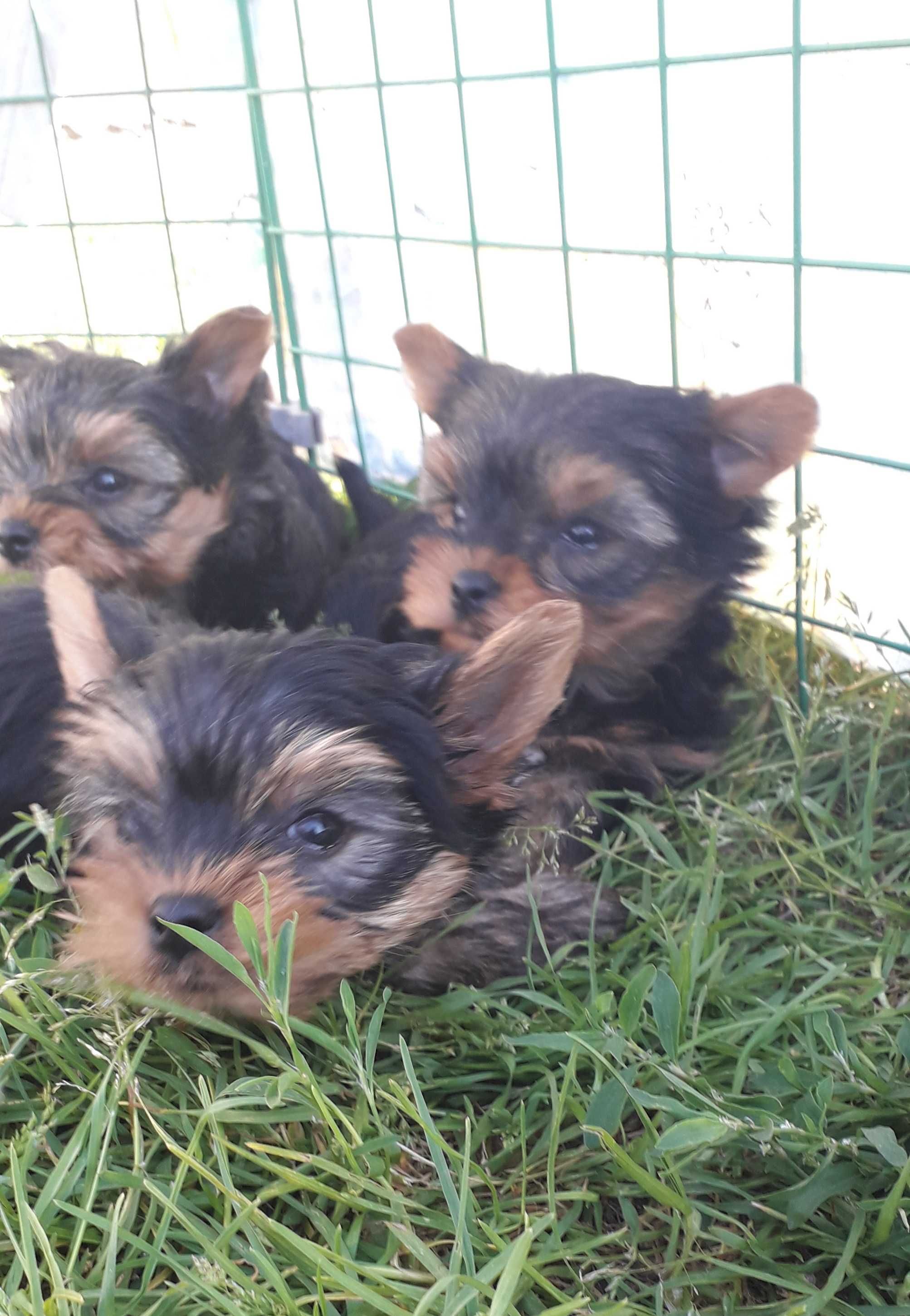 Yorkshire terrier szczenię