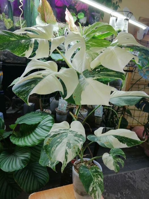 Монстера альба взрослое растение.