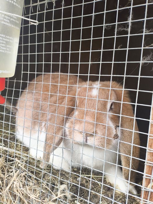 Króliki na sprzedaż