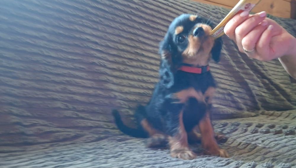 Cavalier King Charles Spaniel FCI, czarno podpalana piesek