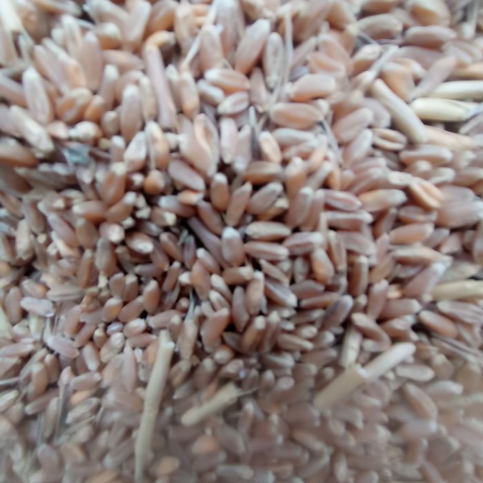 Маємо на продаж пшеничку.