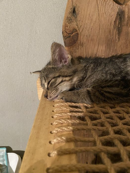 Bury 3 miesięczny kotek do adopcji