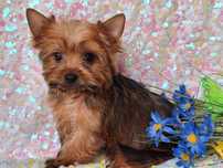Yorkshire terrier golddust xxs z rodowodem i paszportem