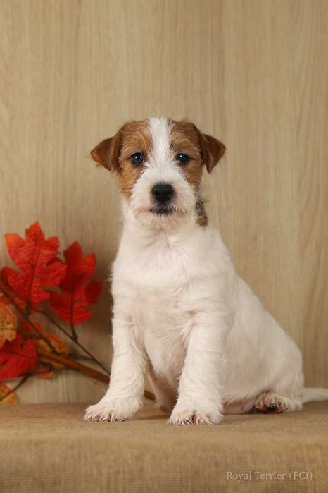 piesek Jack Russell terrier ZKWP/FCI szorstkowłosa