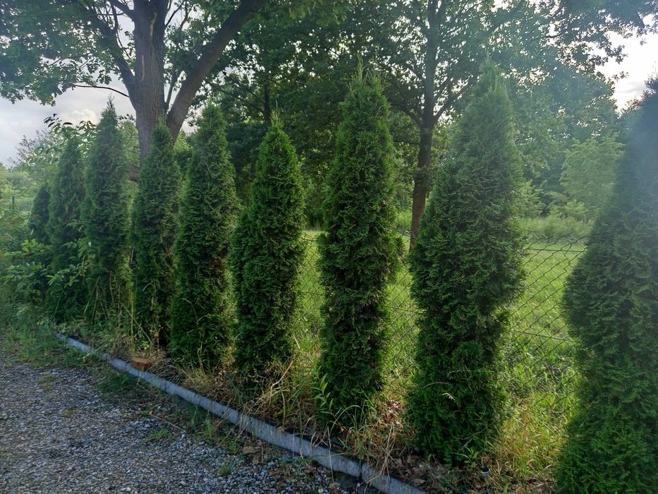 tuja szmaragd 230 -250cm