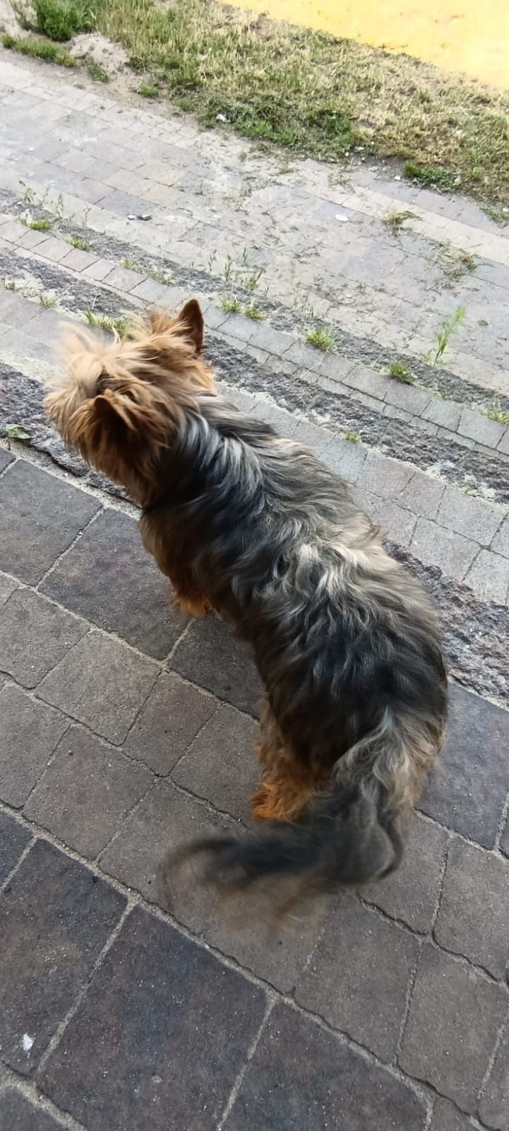 Yorkshire. York terrier Suczka
