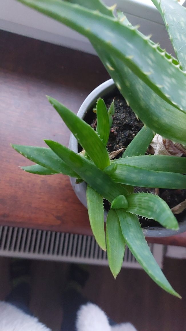 Aloe Maculata aloes leczniczy sadzonki