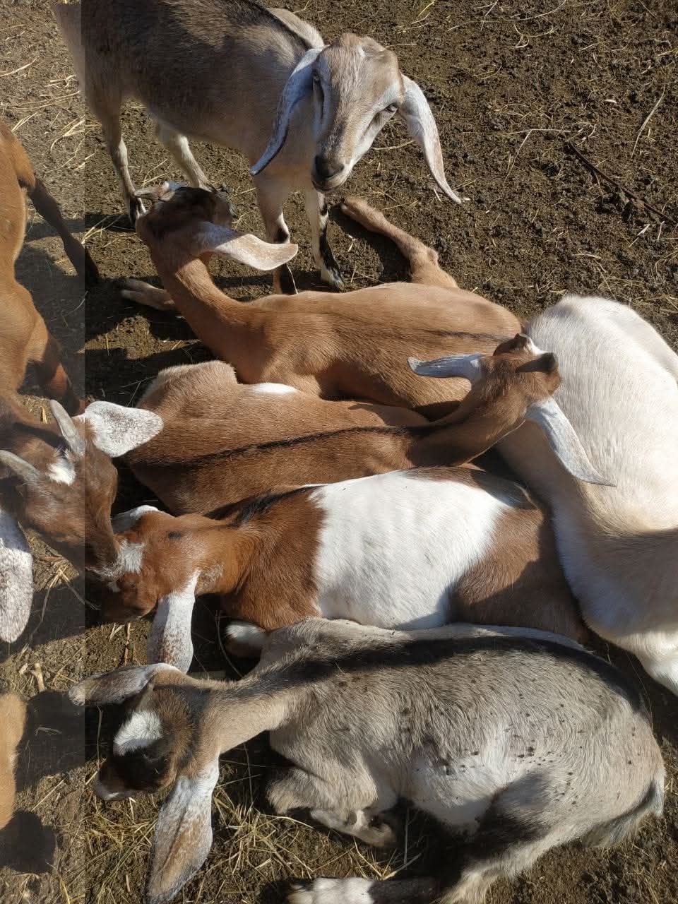 Продається цапик для господарств