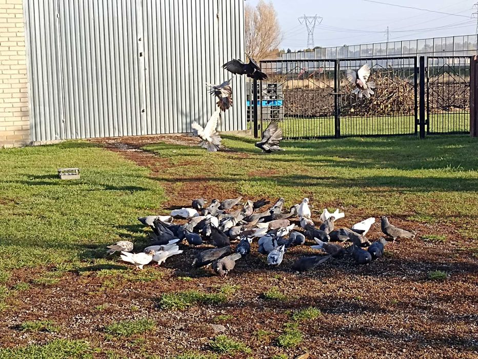 Gołębie nikołajewskie i orliki