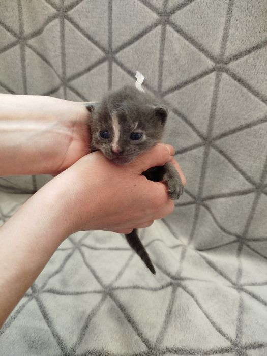 Кошенята безкоштовно