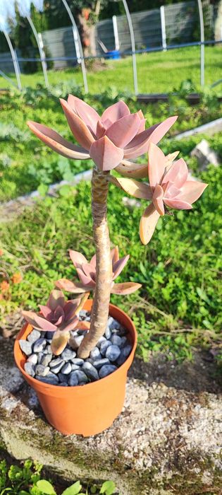 Planta suculenta