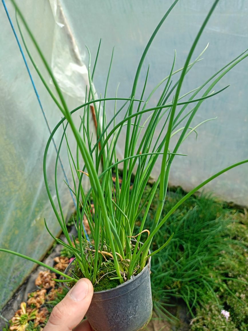 Mięta melisa sadzonki w doniczkach 10cm wiele innych roślin