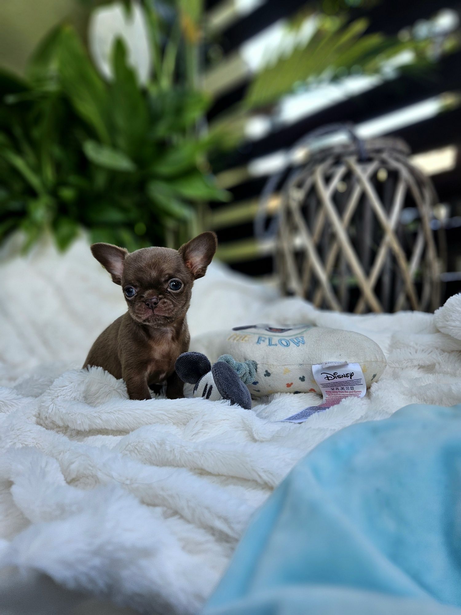 Chihuahua czekoladowy chłopczyk