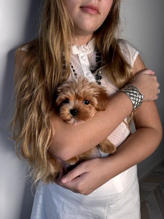 Мальтипу микро мальчик ф1, мікро хлопчик мальтіпу, micro maltipoo f1