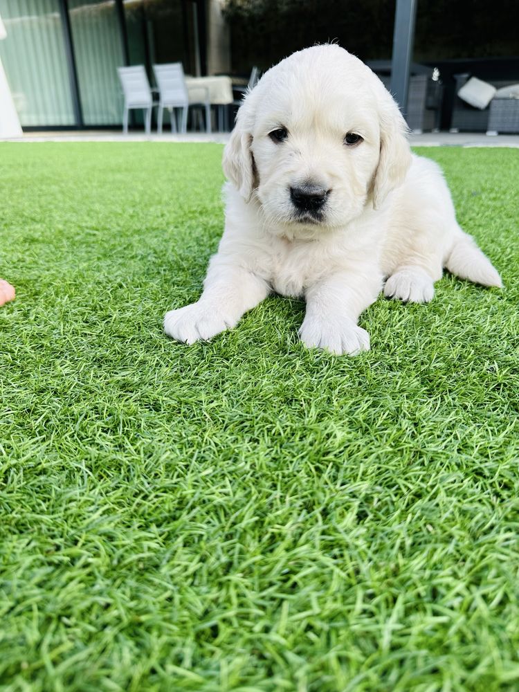 Golden Retriever menino