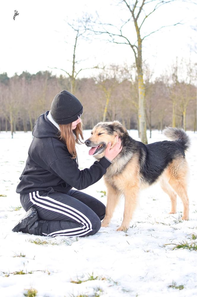 Mobi - średniej wielkości pies do adopcji - podaruj dom