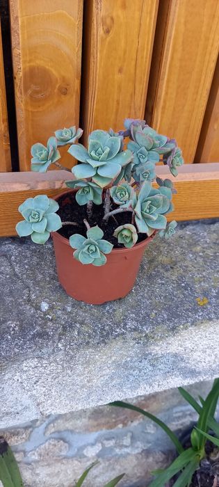 Muda de cato Aeonium