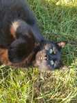 Onyx kocurek do adopcji