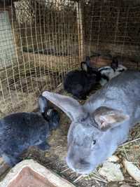 Продам кроликів Чернівці