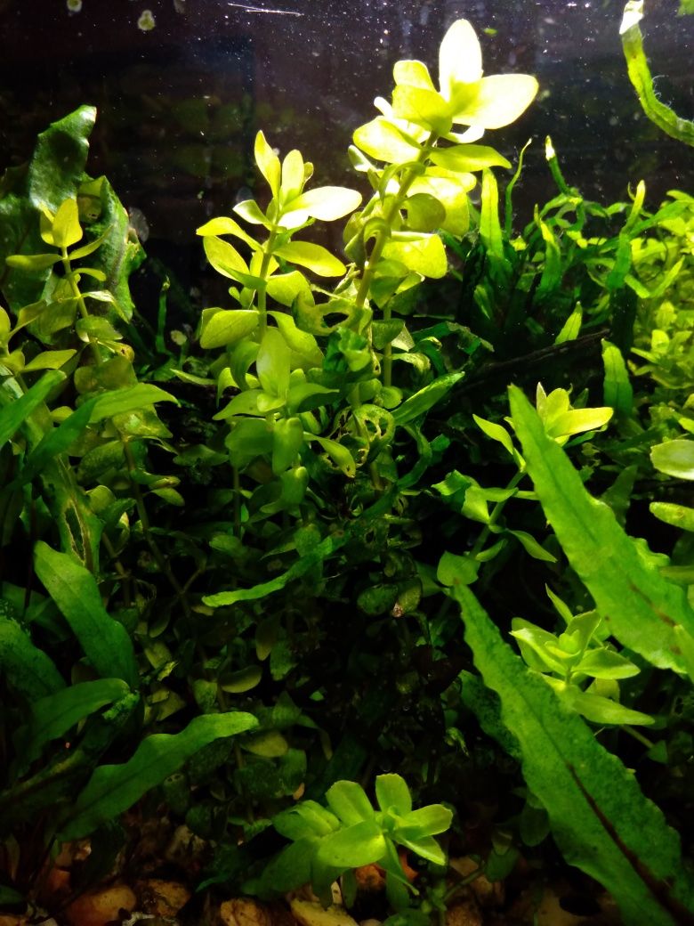 Bacopa caroliniana roślinki akwariowe