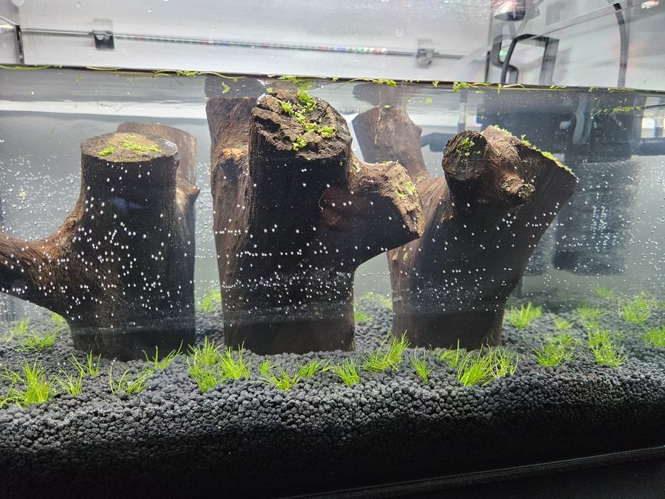 Akwarium gotowe sadzenia roslinek