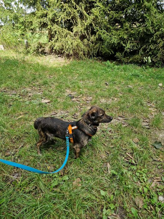 Filip- kompaktowy śliczny pręgowany psiak