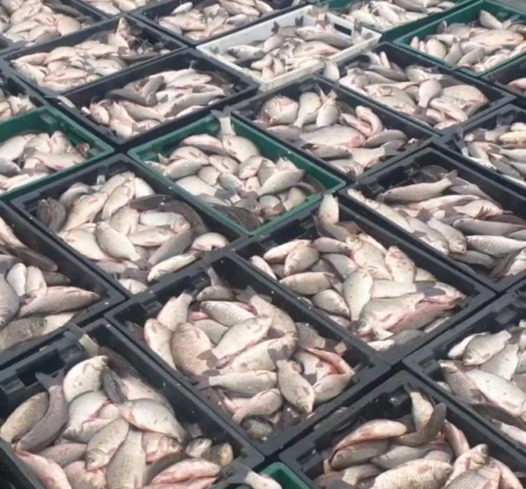 Карась невод/сітка ОПТ з доставкою.