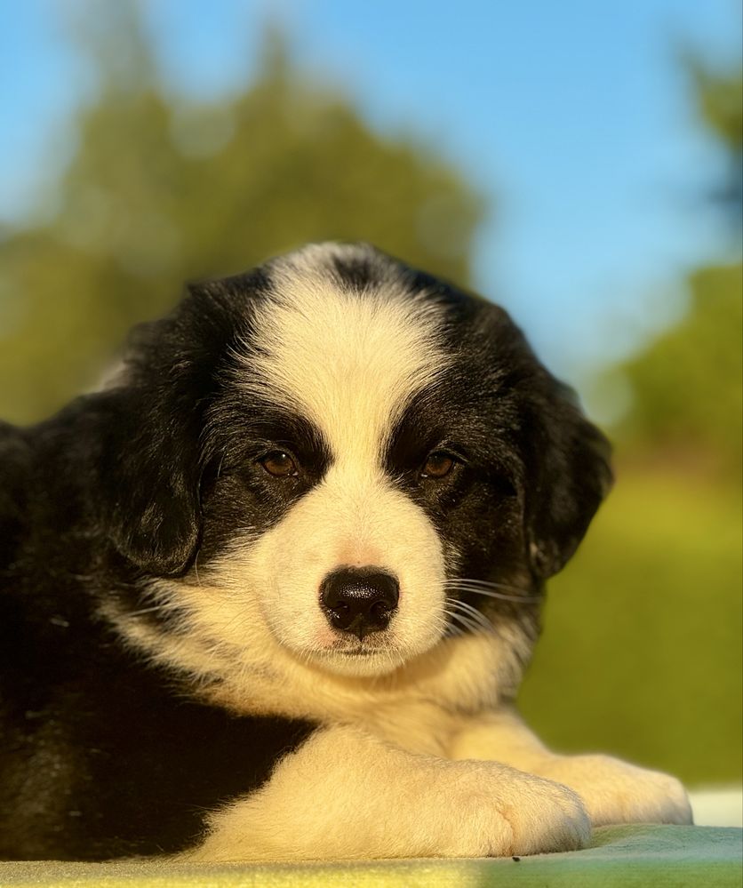 Amerykański owczarek miniaturowy- MAS - Mini Aussie- piesek FCI