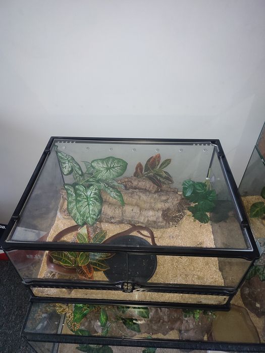 Wąż zbożowy + terrarium