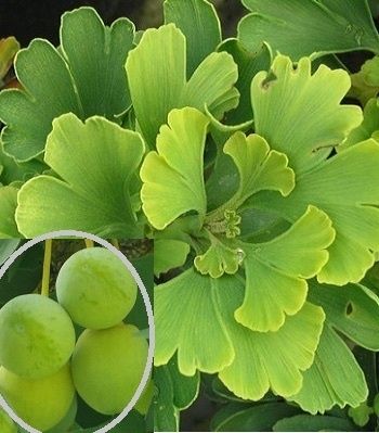 Гинкго Билоба,Лавр