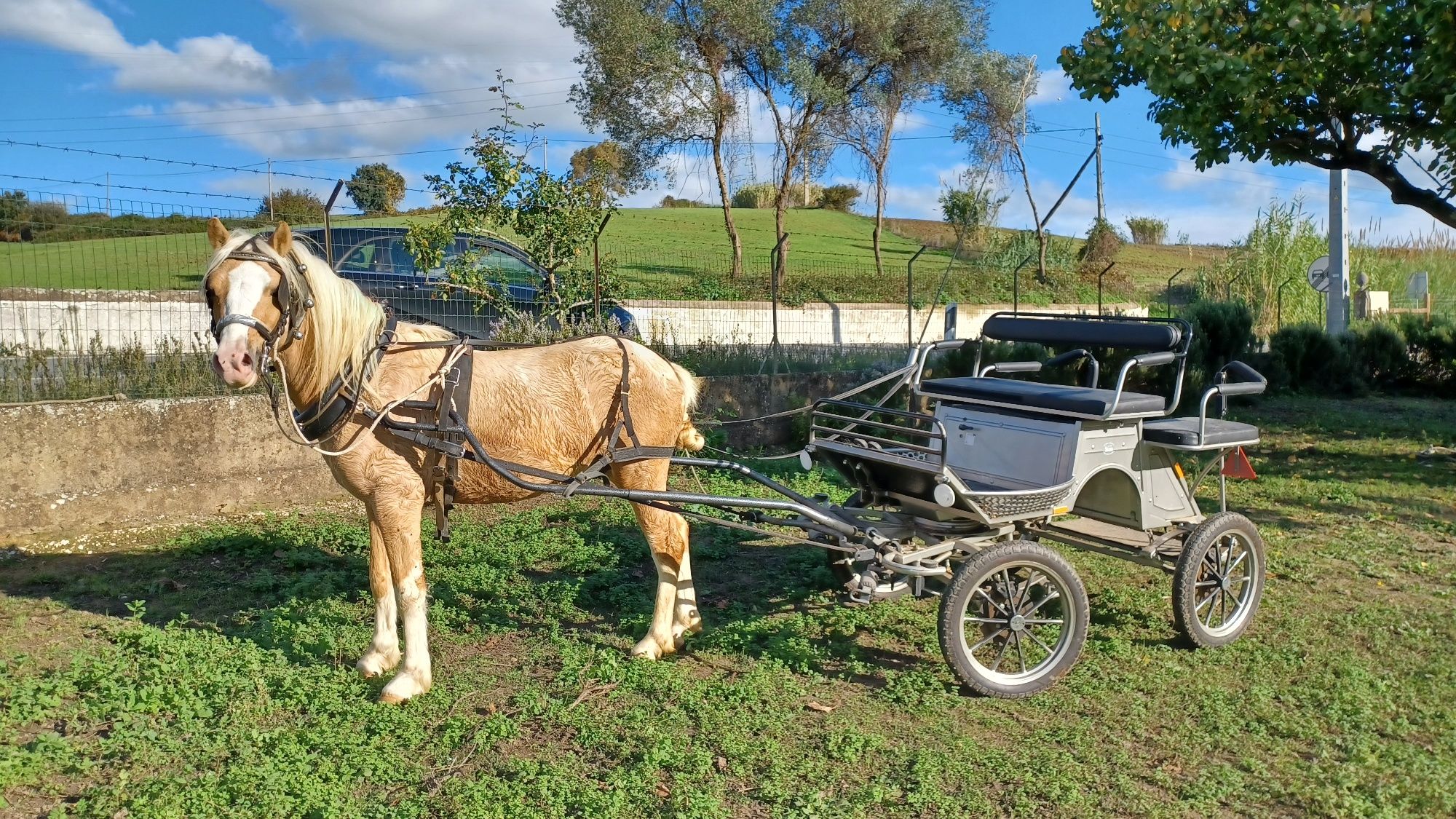 Ponei Welch púro palomino