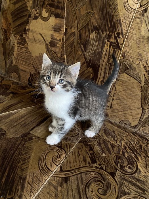 Віддам в добрі руки кошеня-дівчинка