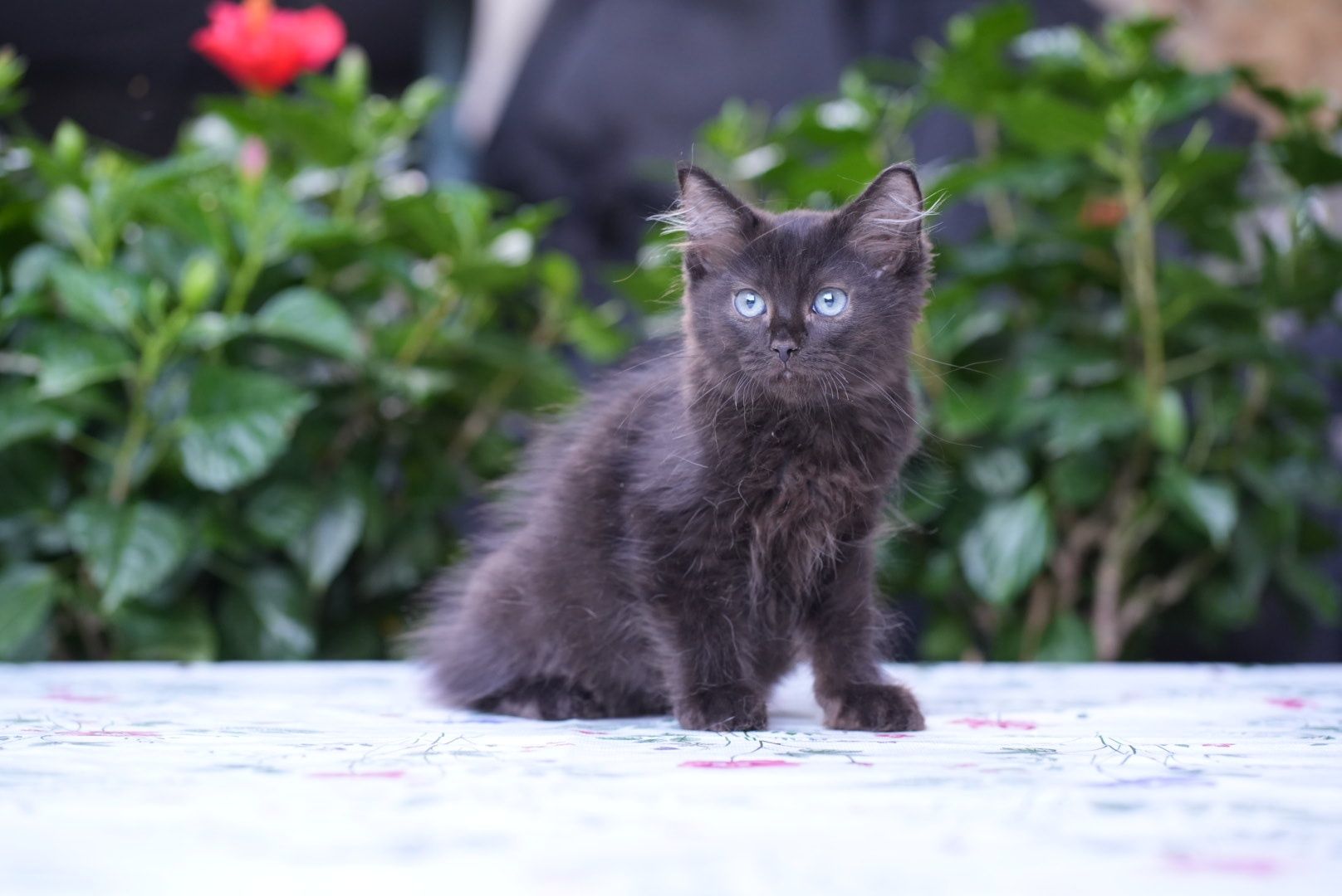 Kocurek black solid ragdoll/cherubim