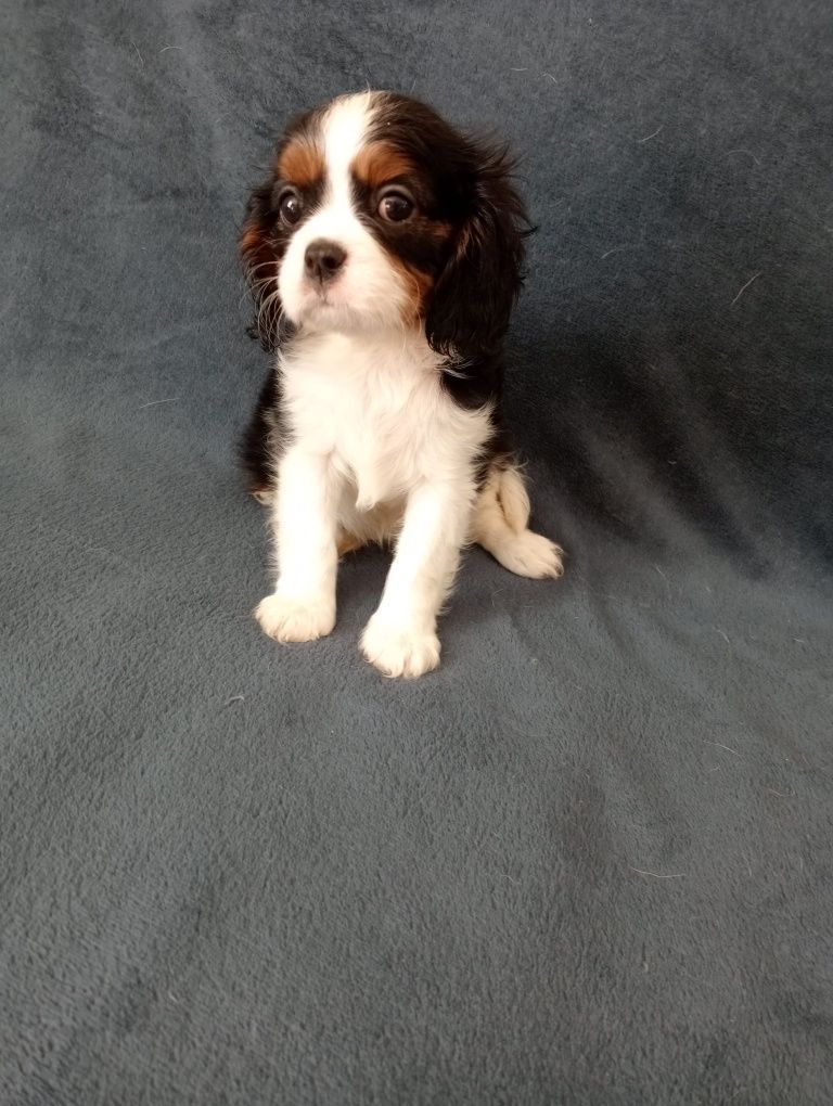 Cavalier King Charles spaniel sunia