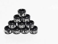Obrączki dla falista 4 mm 2025 r. - 10 szt.