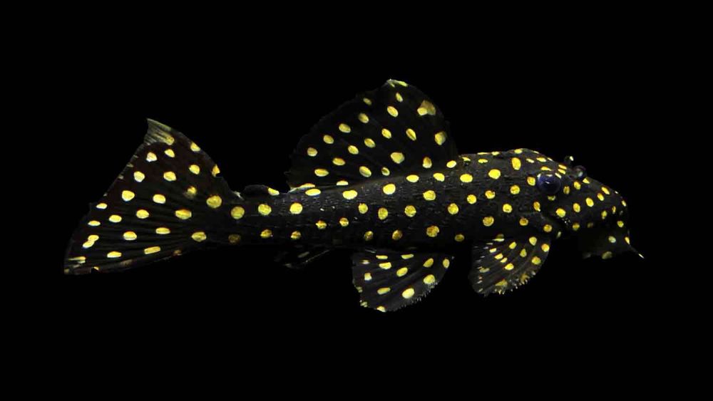 L029 Pleco - Leporacanthicus Galaxias 12-14cm